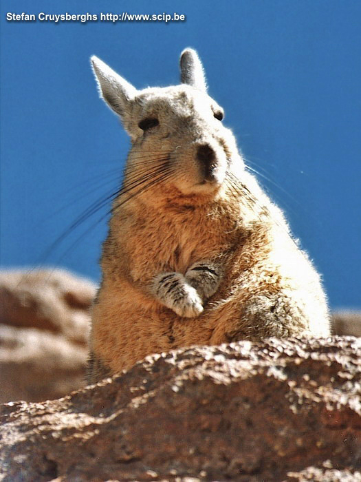 Uyuni - Viscacha Een viscacha is een grote konijnensoort die leeft in de Andes. Stefan Cruysberghs